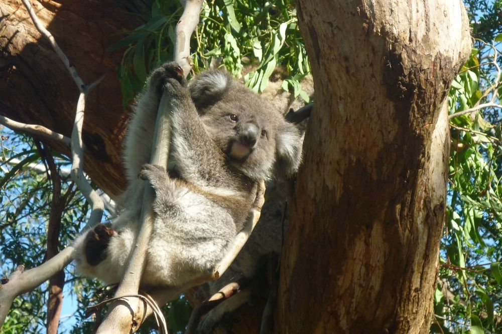 Koala in tree
